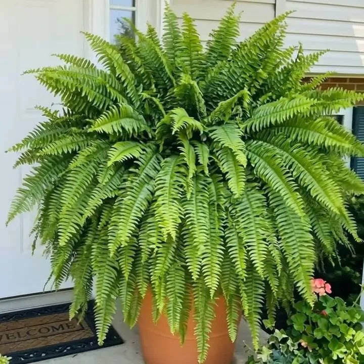Artificial Boston Fern with Lights, view 4