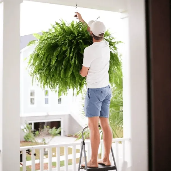 Artificial Boston Fern with Lights, view 6