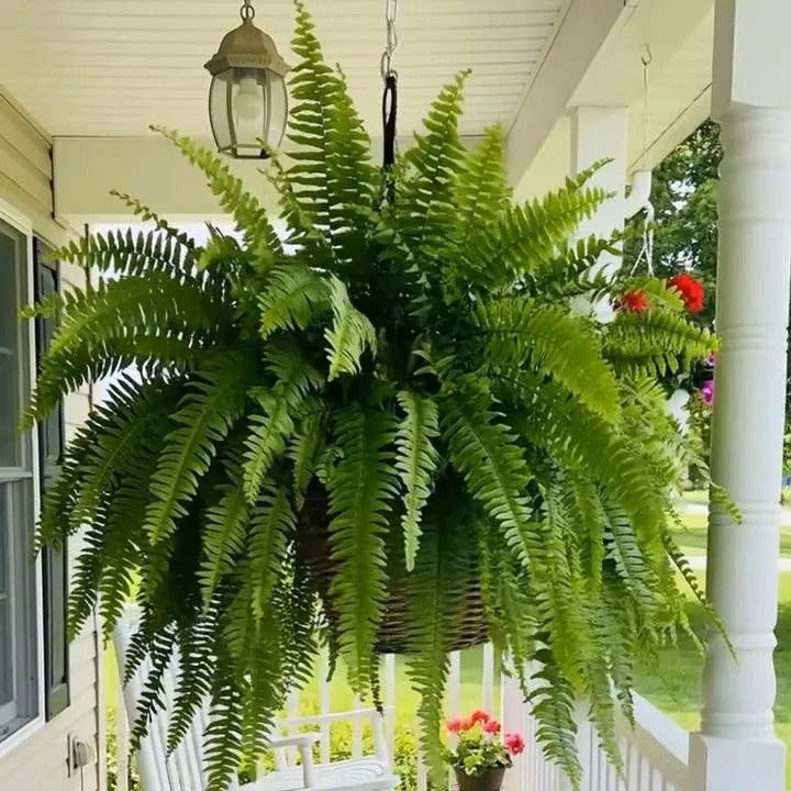 Artificial Boston Fern with Lights, view 7