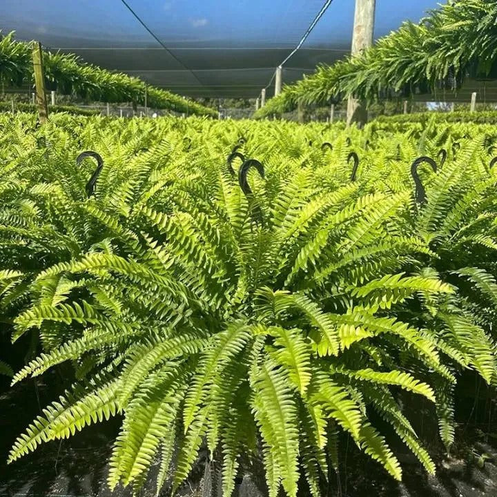 Artificial Boston Fern with Lights, view 9
