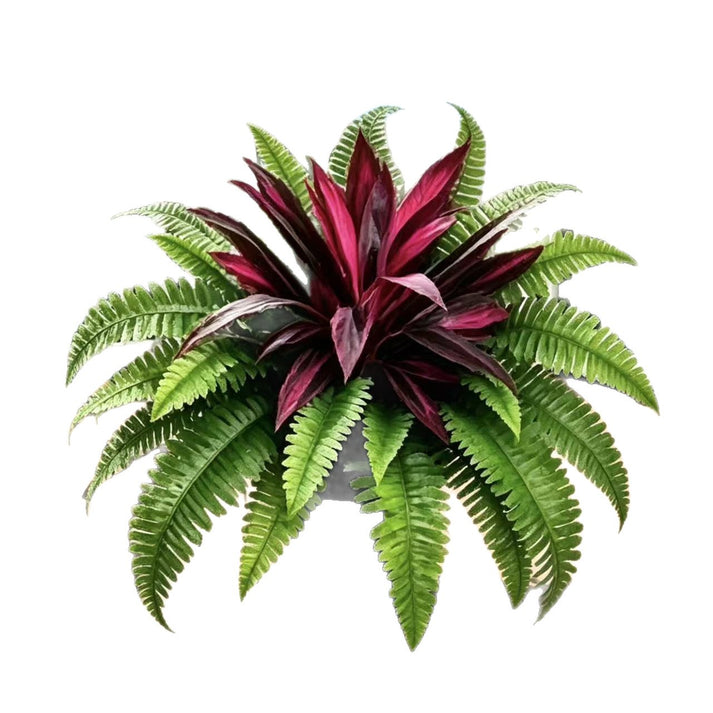 Artificial Fern and Red Dracaena, view 7