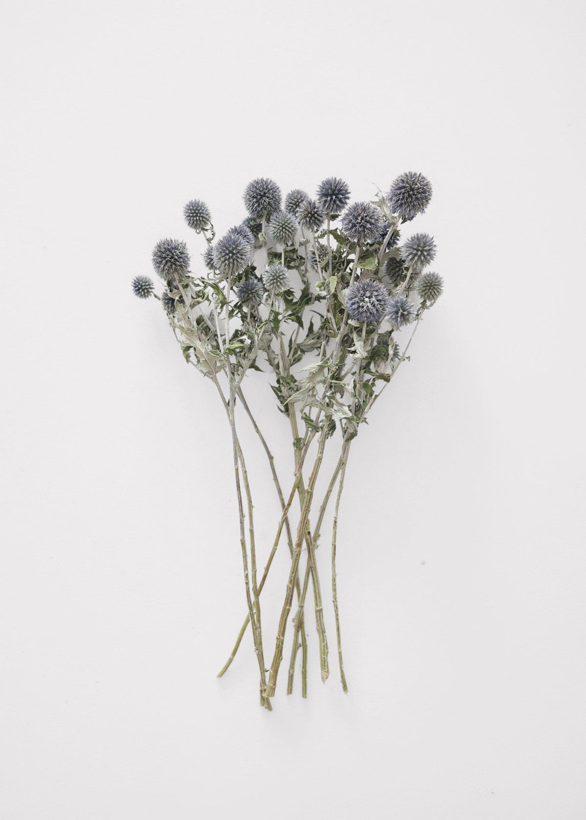 Dried Blue Globe Thistle Bunch, view 1