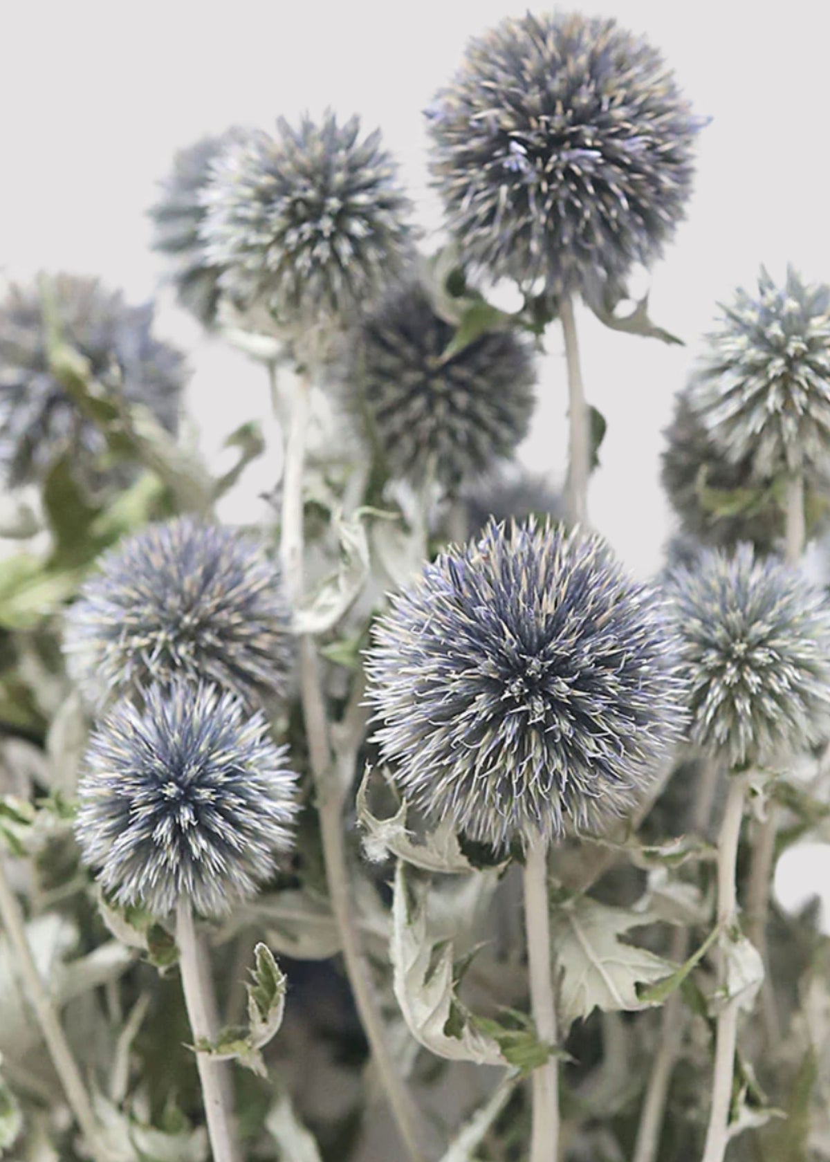 Dried Blue Globe Thistle Bunch, view 3