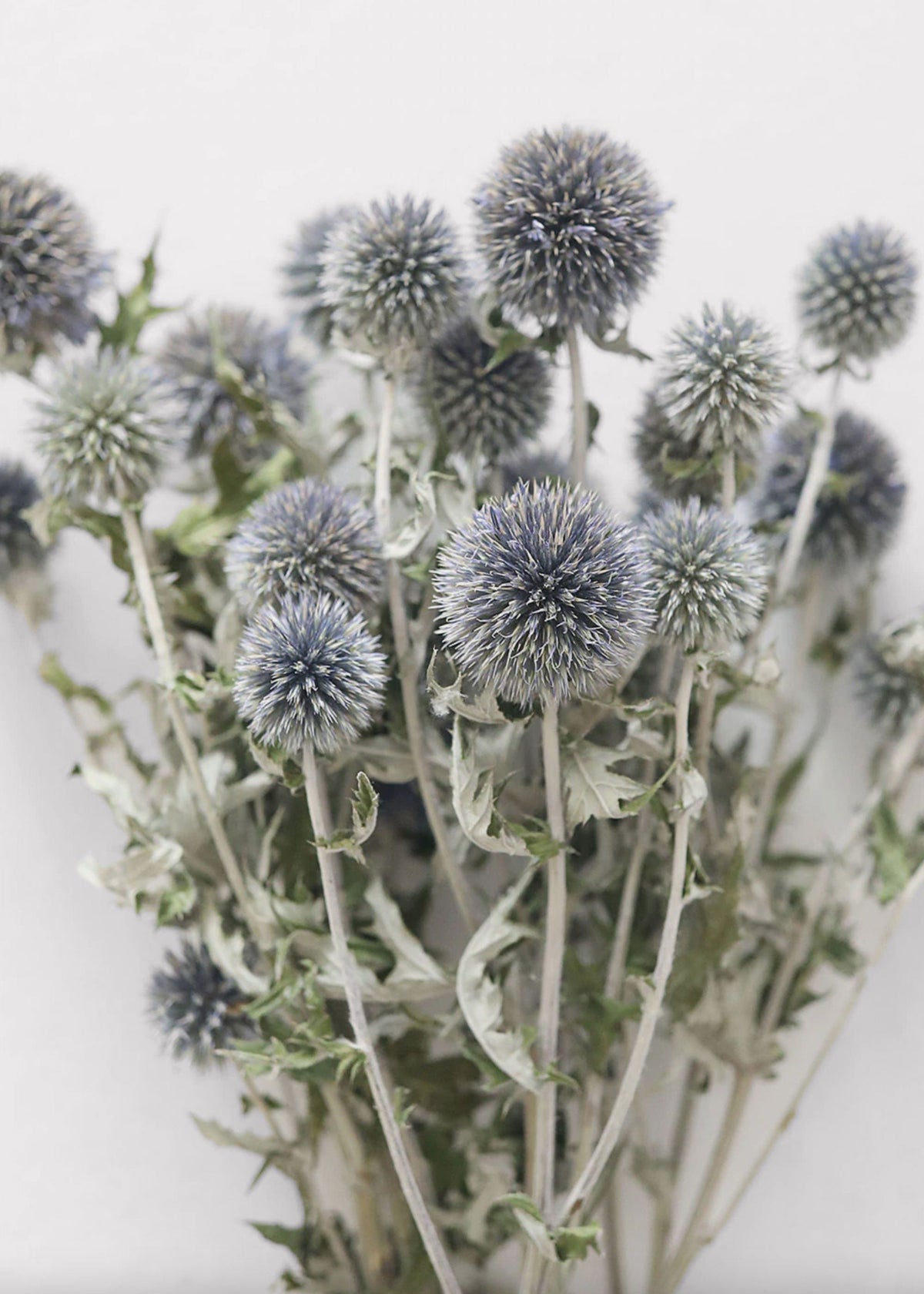 Dried Blue Globe Thistle Bunch, view 4
